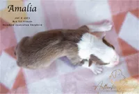 Amalia, a female Australian Shepherd for sale in Red Bud, IL – 1 of 4