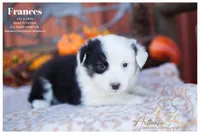 Frances, a female Australian Shepherd for sale in Red Bud, IL – 6 of 6