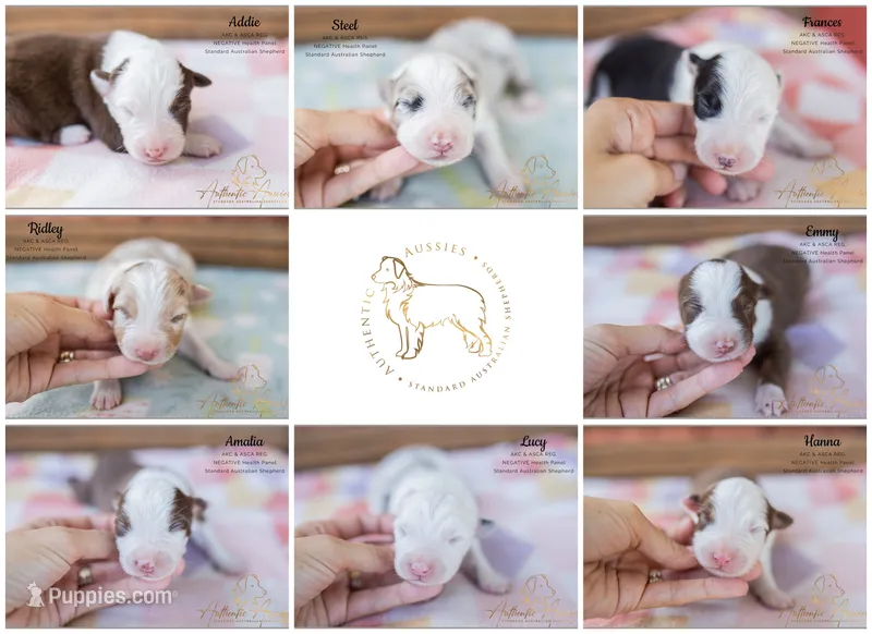 September 2026 Puppies are HERE – Australian Shepherd puppy for sale in Red Bud, IL
