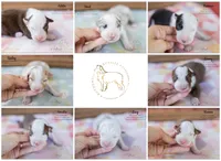 September 2026 Puppies are HERE, a female Australian Shepherd for sale in Red Bud, IL – 1 of 9