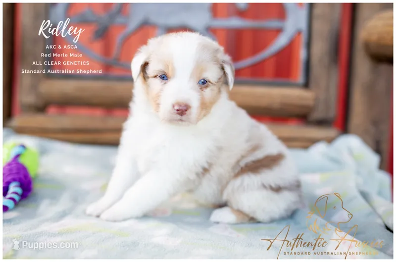 Ridley – Australian Shepherd puppy for sale in Red Bud, IL