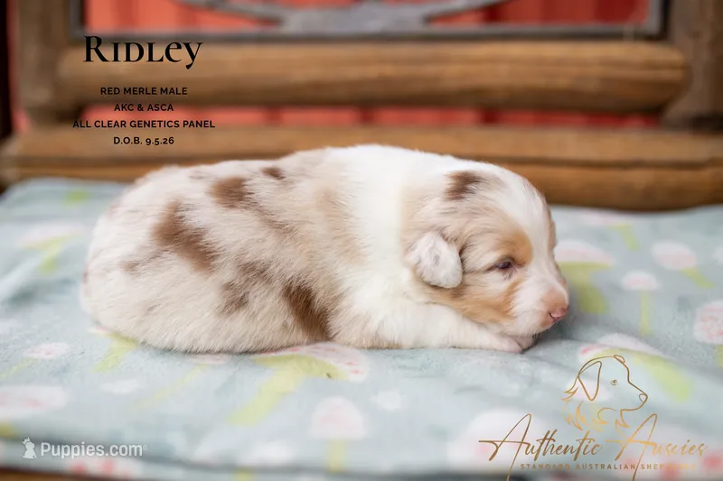 Ridley – Australian Shepherd puppy for sale in Red Bud, IL