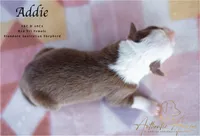 Addie, a female Australian Shepherd for sale in Red Bud, IL – 2 of 4