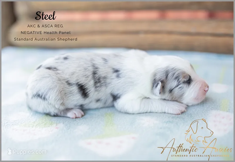Steel – Australian Shepherd puppy for sale in Red Bud, IL