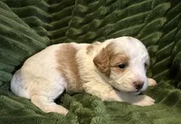 BENNY, a male Cavapoo for sale in Mesa, AZ – Photo 2 of 3