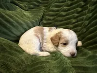 BENNY, a male Cavapoo for sale in Mesa, AZ – Photo 3 of 3