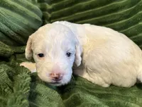 ARLO, a male Cavapoo for sale in Mesa, AZ – Photo 2 of 2