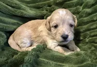 Chanel, a female Cavapoo for sale in Mesa, AZ – Photo 2 of 2