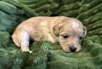 Chanel, a female Cavapoo for sale in Mesa, AZ – Photo 1 of 2