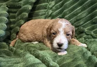 Louis, a male Cavapoo for sale in Mesa, AZ – Photo 2 of 3