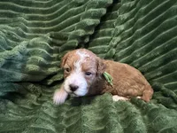 Louis, a male Cavapoo for sale in Mesa, AZ – Photo 3 of 3