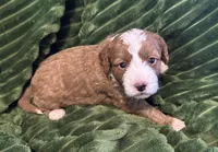 Vinny , a male Cavapoo for sale in Mesa, AZ – Photo 2 of 3