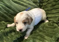 FENDI, a male Cavapoo for sale in Mesa, AZ – Photo 1 of 3