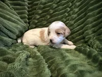 FENDI, a male Cavapoo for sale in Mesa, AZ – Photo 3 of 3