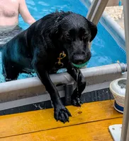 Olivia, a female Labrador Retriever for sale in Tampa, FL – 5 of 7