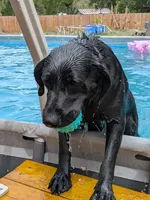 Olivia, a female Labrador Retriever for sale in Tampa, FL – 7 of 7