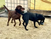 Olivia, a female Labrador Retriever for sale in Tampa, FL – 3 of 3