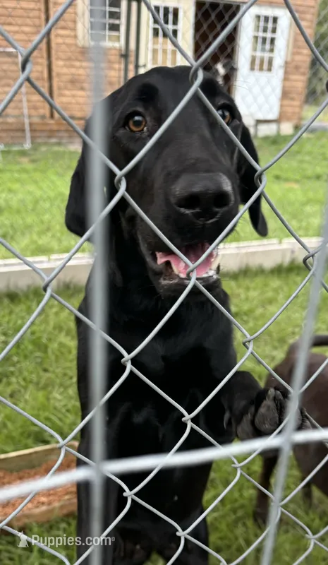 Olivia – Labrador Retriever puppy on hold in Tampa, FL
