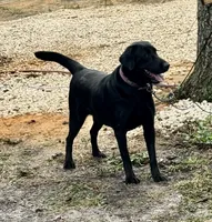 Olivia, a female Labrador Retriever for sale in Tampa, FL – 2 of 7