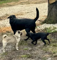 Olivia, a female Labrador Retriever for sale in Tampa, FL – 3 of 7
