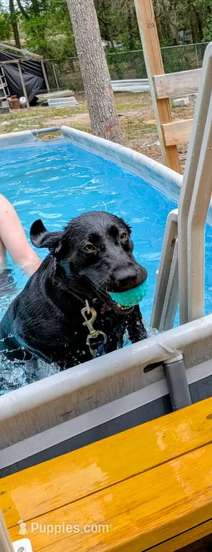 Olivia – Labrador Retriever puppy for sale in Tampa, FL
