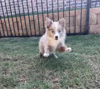 Stella, a female Miniature Australian Shepherd for sale in Longview, TX – Photo 4 of 4