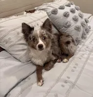 Stella, a female Miniature Australian Shepherd for sale in Longview, TX – Photo 2 of 4