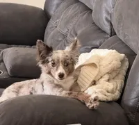 Stella, a female Miniature Australian Shepherd for sale in Longview, TX – Photo 3 of 4