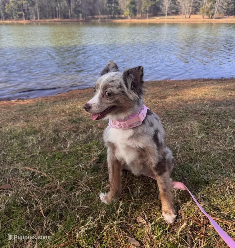 Stella – Miniature Australian Shepherd puppy for sale in Longview, TX