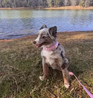 Stella, a female Miniature Australian Shepherd for sale in Longview, TX – Photo 1 of 4