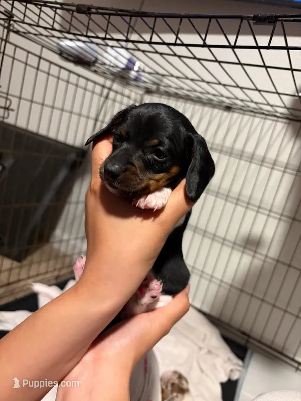 Luna – Miniature Dachshund puppy for sale in Hesperia, CA