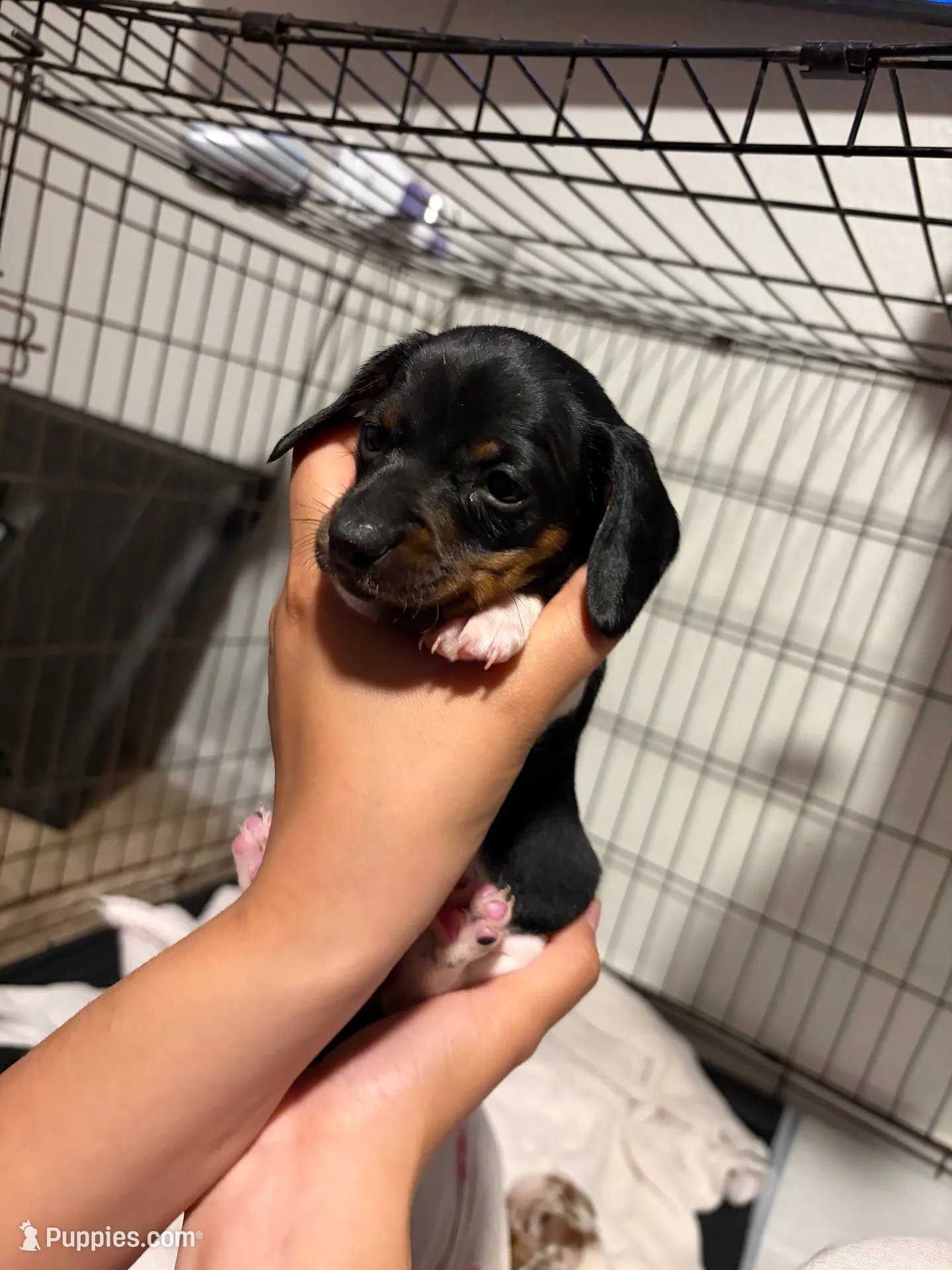 Luna, a female Miniature Dachshund for sale in Hesperia, CA – 1 of 4
