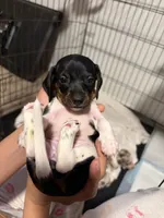 Luna, a female Miniature Dachshund for sale in Hesperia, CA – 3 of 4