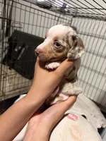 Buster, a male Miniature Dachshund for sale in Hesperia, CA – 1 of 2