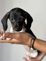 Dior, a female Miniature Dachshund for sale in Hesperia, CA – 2 of 4