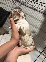 Buster, a male Miniature Dachshund for sale in Hesperia, CA – 2 of 2