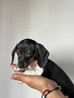 Dior, a female Miniature Dachshund for sale in Hesperia, CA – 3 of 4