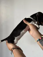 Dior, a female Miniature Dachshund for sale in Hesperia, CA – 4 of 4