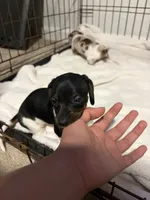 Luna, a female Miniature Dachshund for sale in Hesperia, CA – 4 of 4