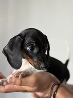 Dior, a female Miniature Dachshund for sale in Hesperia, CA – 1 of 4