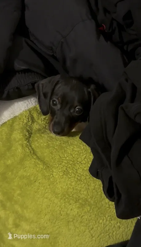 Luna – Miniature Dachshund puppy for sale in Hesperia, CA