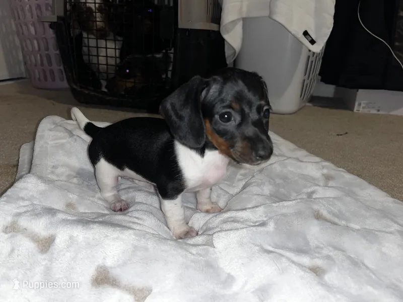 Luna – Miniature Dachshund puppy for sale in Hesperia, CA