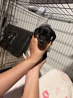 Luna, a female Miniature Dachshund for sale in Hesperia, CA – 2 of 4