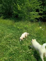 Snowflake , a male Great Pyrenees for sale in Milan, IN – 3 of 4