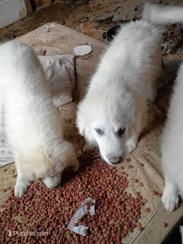 Snowflake  – Great Pyrenees puppy for sale in Milan, IN