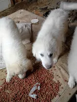 Snowflake , a male Great Pyrenees for sale in Milan, IN – 1 of 4