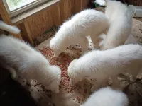 Snowflake , a male Great Pyrenees for sale in Milan, IN – 4 of 4