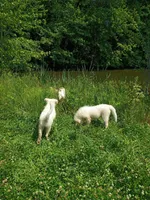Snowflake , a male Great Pyrenees for sale in Milan, IN – 2 of 4