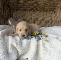 Randy , a male Golden Retriever for sale in Cambridge City, IN – 1 of 1