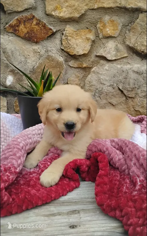 Rainy – Golden Retriever puppy for sale in Cambridge City, IN